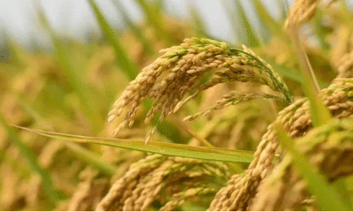 നെല്ല് സംഭരണ മറവിൽ കോടികളുടെ തട്ടിപ്പ്; സർക്കാറിന്റെ നെല്ല് മുതലാളിമാരുടെ ചാക്കിൽ നെല്ല് സംഭരണ മറവിൽ കോടികളുടെ തട്ടിപ്പ്; സർക്കാറിന്റെ നെല്ല് മുതലാളിമാരുടെ ചാക്കിൽ