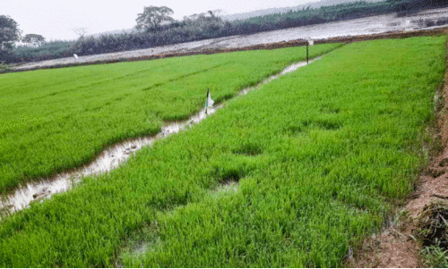 കോ​ൾ നി​ല​ങ്ങ​ളി​ൽ ഞാ​റ്റ​ടി​ക​ൾ ഒ​രു​ങ്ങി