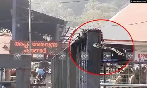 ശബരിമല പതിനെട്ടാം പടിക്ക് സമീപം ഭീതി പരത്തി പാമ്പ്; വനംവകുപ്പ് ഉദ്യോഗസ്ഥർ പിടികൂടി ശബരിമല പതിനെട്ടാം പടിക്ക് സമീപം ഭീതി പരത്തി പാമ്പ്; വനംവകുപ്പ് ഉദ്യോഗസ്ഥർ പിടികൂടി