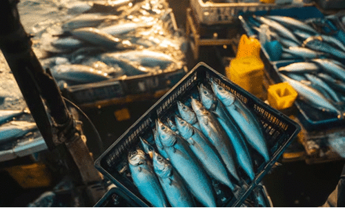 കഞ്ഞിക്കുഴിയിലെ മത്സ്യവിൽപന ശാലയിൽ ദുർഗന്ധം: നടപടിയുമായി മനുഷ്യാവകാശ കമീഷൻ