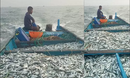 Sardines, World Fishermans Day