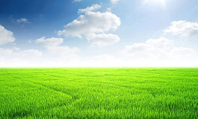 ര​ണ്ടാം വി​ള നെ​ൽ​കൃ​ഷി; മാ​ർ​ഗ​നി​ർ​ദേ​ശ​ങ്ങ​ളു​മാ​യി കൃ​ഷി വ​കു​പ്പ്