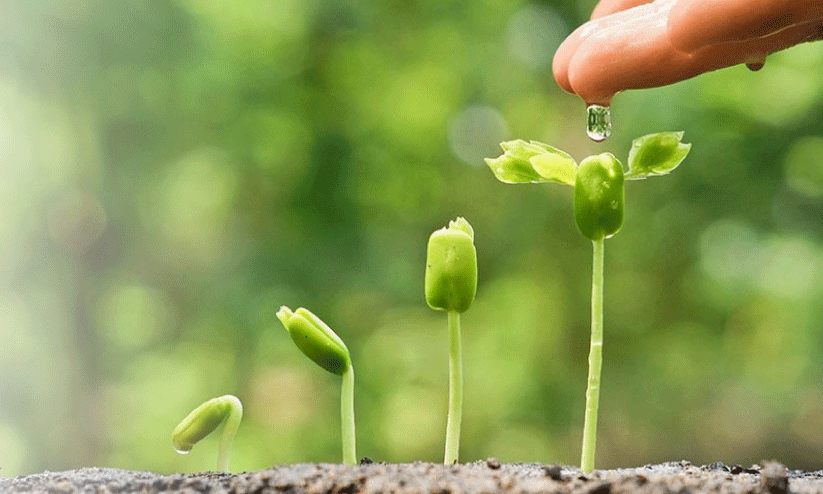 നിർവഹണത്തിലെ പിഴവും അനാസ്ഥയും; വേരുപിടിക്കാതെ 25 ലക്ഷം തൈകൾ നിർവഹണത്തിലെ പിഴവും അനാസ്ഥയും; വേരുപിടിക്കാതെ 25 ലക്ഷം തൈകൾ