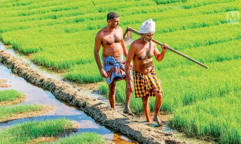 കാർഷിക കുടുംബങ്ങളുടെ സർവേ: ഡിസംബറിൽ പൂർത്തീകരിക്കുമെന്ന് കൃഷിവകുപ്പ് കാർഷിക കുടുംബങ്ങളുടെ സർവേ: ഡിസംബറിൽ പൂർത്തീകരിക്കുമെന്ന് കൃഷിവകുപ്പ്