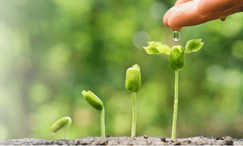 നിർവഹണത്തിലെ പിഴവും അനാസ്ഥയും; വേരുപിടിക്കാതെ 25 ലക്ഷം തൈകൾ നിർവഹണത്തിലെ പിഴവും അനാസ്ഥയും; വേരുപിടിക്കാതെ 25 ലക്ഷം തൈകൾ