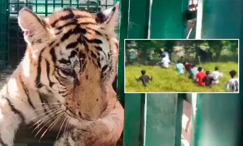tiger attacked