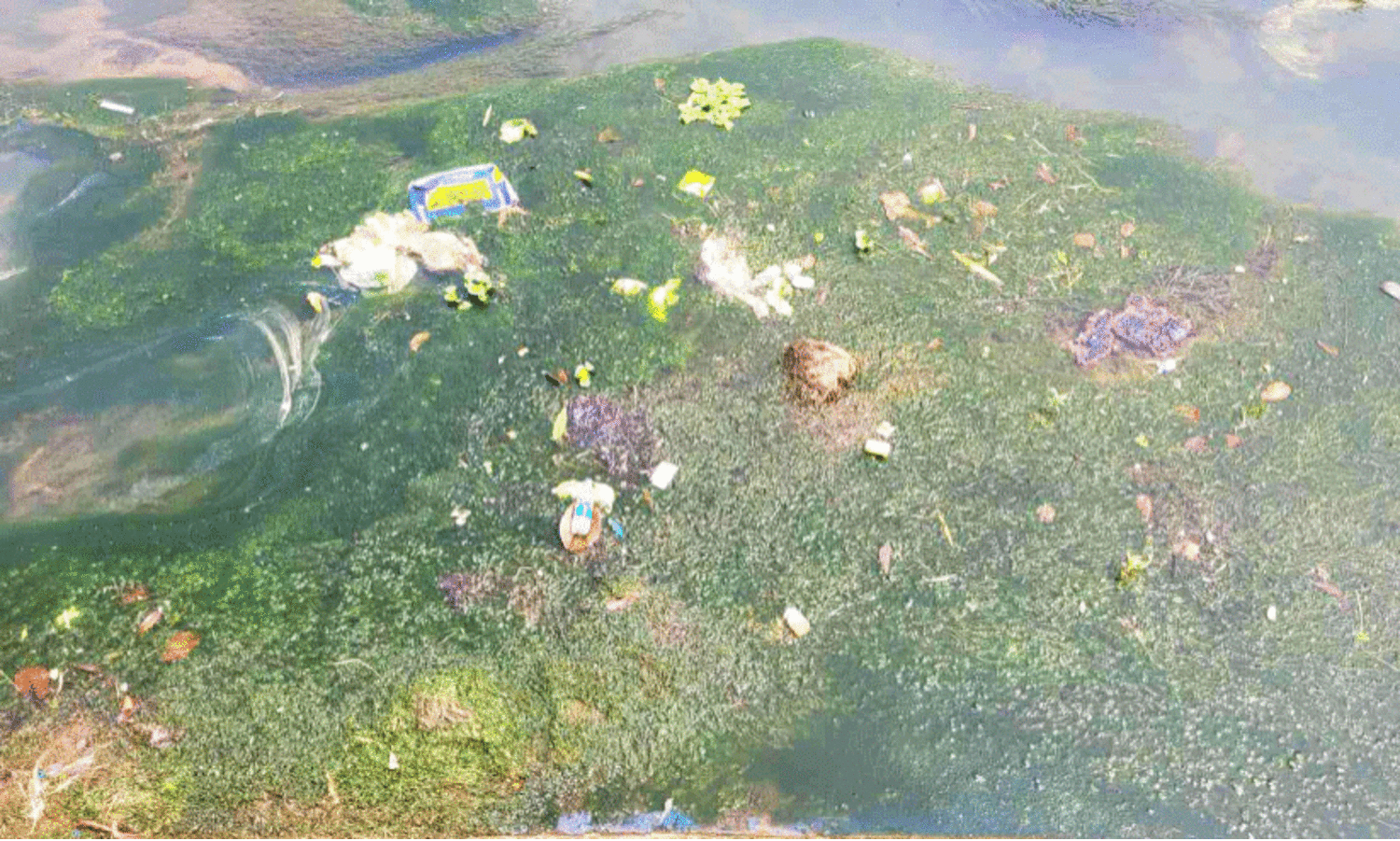 പടപ്പാടി തോട്ടിൽ അറവുമാലിന്യം തള്ളി