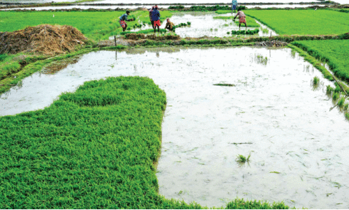 പൊ​ന്നാ​നി ബി​യ്യം കോ​ൾ മേ​ഖ​ല​യെ പ​ച്ച​പ്പ​ണി​യി​ക്കാ​ൻ പ​ദ്ധ​തി ഊ​ർ​ജി​തം