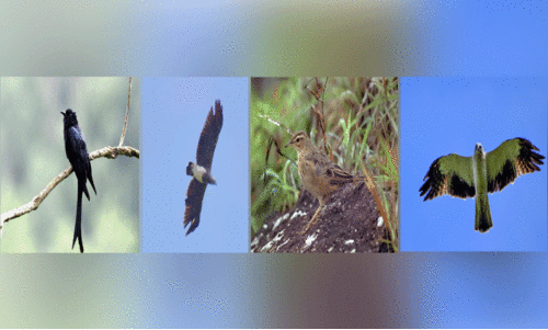 തിരുവനന്തപുരത്ത് 183 പക്ഷി വിഭാഗങ്ങൾ; നാല് അപൂർവ ഇനങ്ങളും തിരുവനന്തപുരത്ത് 183 പക്ഷി വിഭാഗങ്ങൾ; നാല് അപൂർവ ഇനങ്ങളും