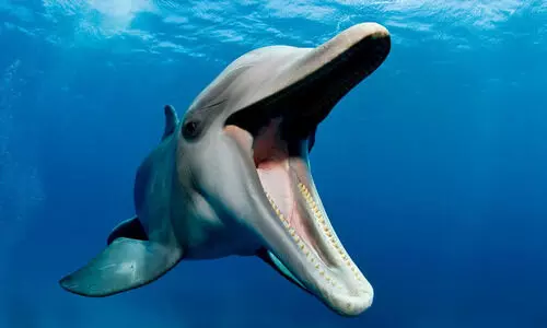 ഏകാകിയായ ആ ഡോൾഫിൻ കരയുന്നതെന്തിന്?