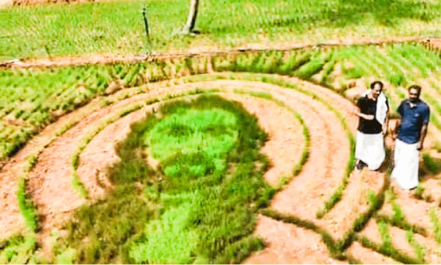 നെ​ല്ലി​ൽ ചി​ത്ര​ങ്ങ​ൾ വ​ര​ച്ച് ക​ര​നെ​ൽ​കൃ​ഷി