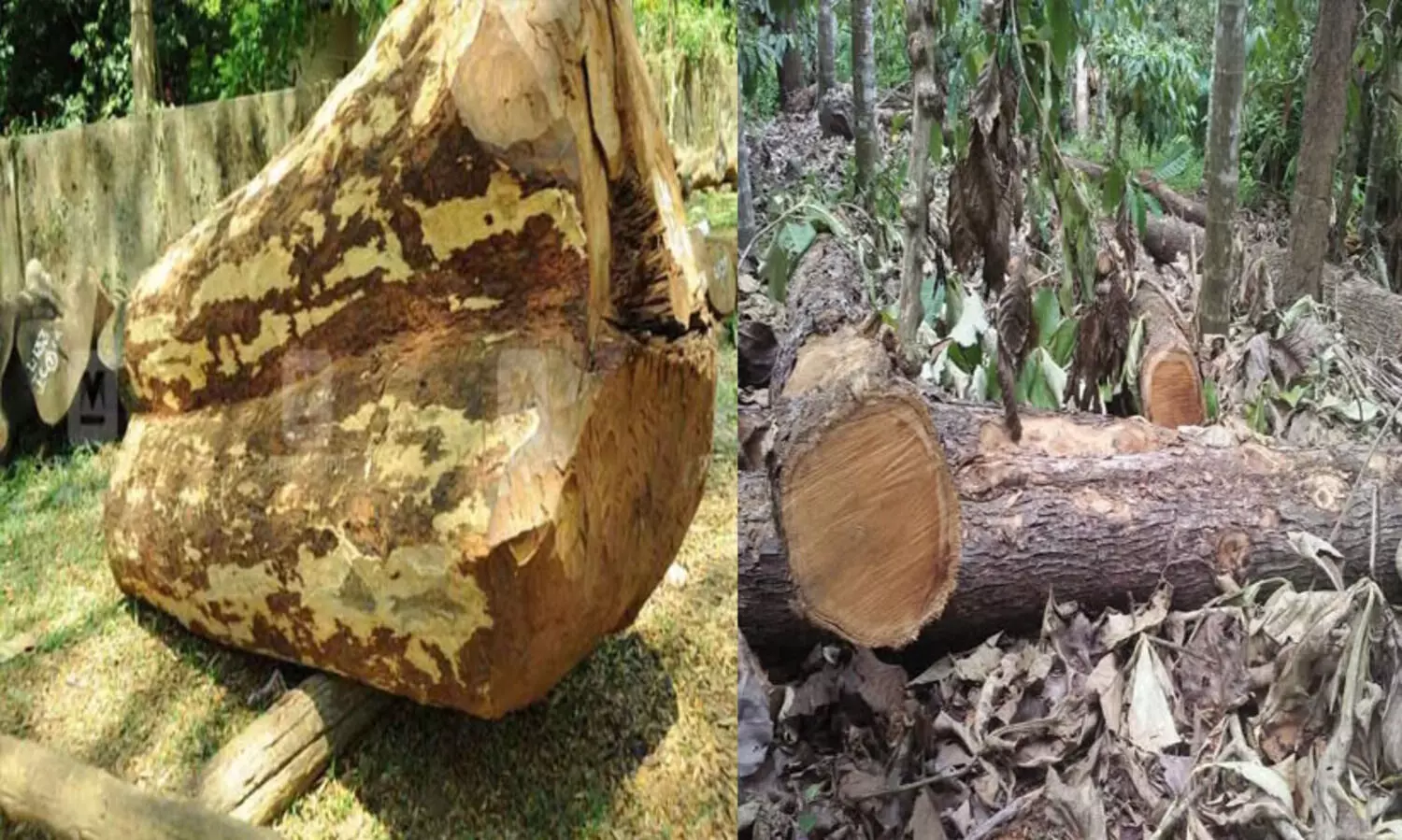ഈട്ടി മരങ്ങൾ മുറിച്ച് കടത്തി: വനം ഉദ്യോഗസ്ഥർക്കെതിരെ നടപടി
