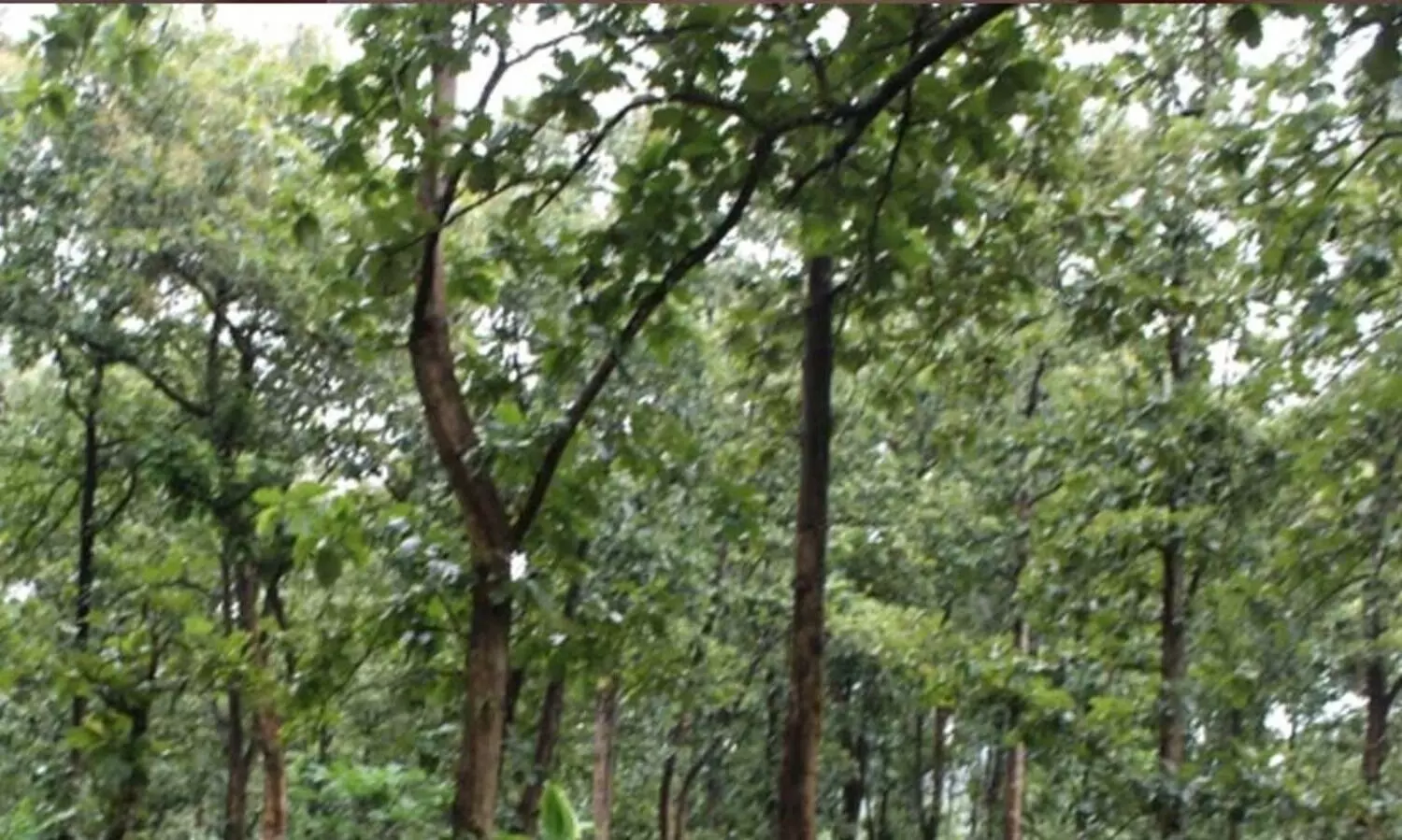 രണ്ട് പതിറ്റാണ്ടോളമായി  വനഭൂമിയിൽ താമസിക്കുന്ന ആദിവാസികളുടെ കുടിൽ പൊളിച്ച് വനംവകുപ്പ്