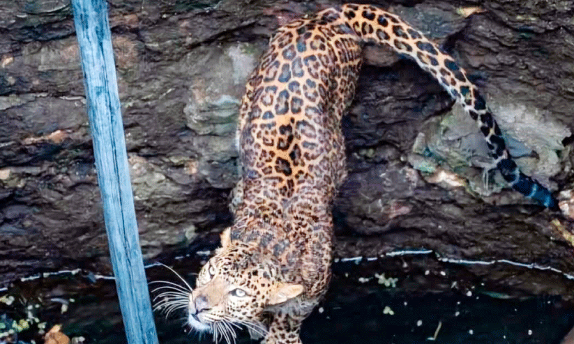 കിണറ്റിൽ വീണ പുലിയെ രക്ഷിച്ചു കിണറ്റിൽ വീണ പുലിയെ രക്ഷിച്ചു