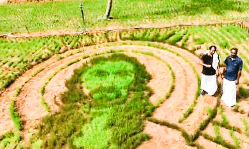 നെ​ല്ലി​ൽ ചി​ത്ര​ങ്ങ​ൾ വ​ര​ച്ച് ക​ര​നെ​ൽ​കൃ​ഷി