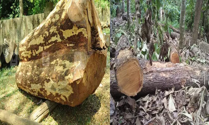 ഈട്ടി മരങ്ങൾ മുറിച്ച് കടത്തി: വനം ഉദ്യോഗസ്ഥർക്കെതിരെ നടപടി ഈട്ടി മരങ്ങൾ മുറിച്ച് കടത്തി: വനം ഉദ്യോഗസ്ഥർക്കെതിരെ നടപടി
