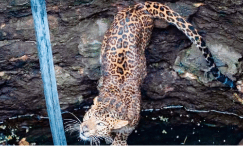 കി​ണ​റ്റി​ൽ വീ​ണ പു​ലി​യെ ര​ക്ഷി​ച്ചു