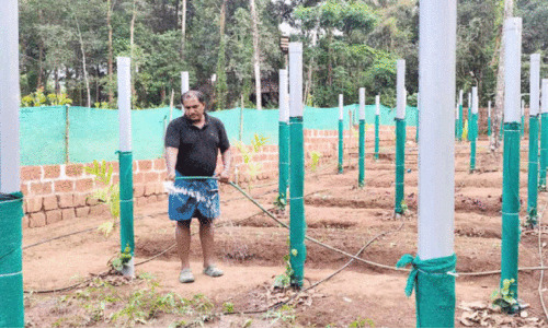 Vietnam model pepper cultivation