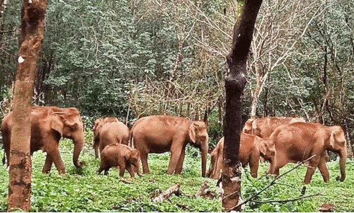 wild elephants