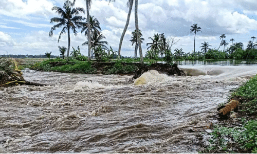 വ​ല​ഞ്ഞ്​ ക​ർ​ഷ​ക​ർ; മട വീഴ്ച: കുട്ടനാട്ടിൽ വ്യാപകമായി പാടങ്ങൾ മുങ്ങുന്നു