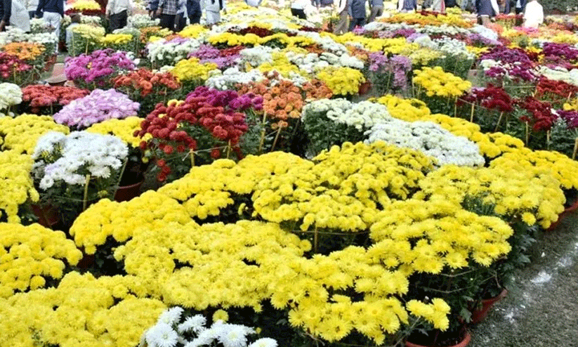 വ​യ​നാ​ട് പു​ഷ്പോ​ത്സ​വം 29 മു​ത​ൽ