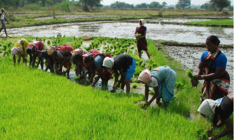 Paddy Farmers