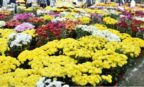 വ​യ​നാ​ട് പു​ഷ്പോ​ത്സ​വം 29 മു​ത​ൽ