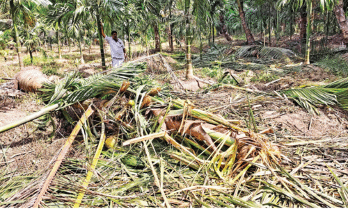 രാപകല്‍ വ്യത്യാസമില്ലാതെ കാട്ടാനകള്‍; ദുരിതംപേറി കര്‍ഷകര്‍
