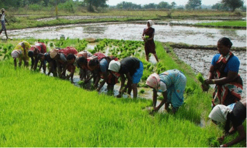 Paddy Farmers
