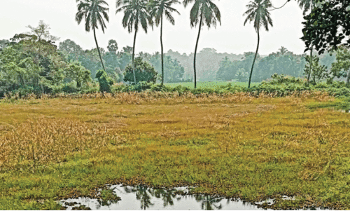 അകലൂർ അടങ്ങൽകുളം നശിക്കുന്നു;   ദുരിതത്തിലായി നാട്ടുകാർ