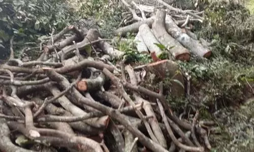 കശുമാവ് തോട്ടം മുറിച്ച് തള്ളിയെന്ന് അട്ടപ്പാടിയിലെ ആദിവാസി അമ്മമാരുടെ പരാതി