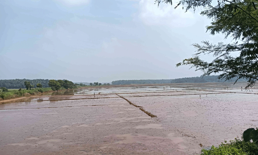 കൃഷി ഭവനിൽ നിന്ന് ലഭിച്ച വിത്ത് മുളച്ചില്ല; 400 ഏക്കറിൽ കൃഷി പ്രതിസന്ധിയിൽ കൃഷി ഭവനിൽ നിന്ന് ലഭിച്ച വിത്ത് മുളച്ചില്ല; 400 ഏക്കറിൽ കൃഷി പ്രതിസന്ധിയിൽ