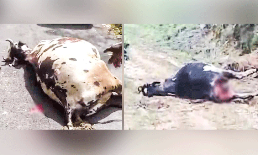 മൂന്നാറിൽ വന്യമൃഗ ആക്രമണം; രണ്ട് പശുക്കൾ ചത്തു