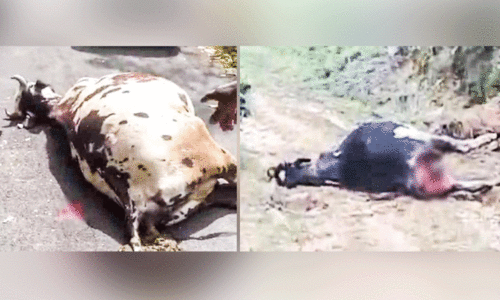 മൂന്നാറിൽ വന്യമൃഗ ആക്രമണം; രണ്ട് പശുക്കൾ ചത്തു