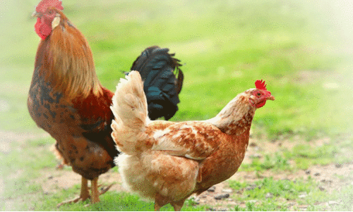 ഈ കോഴി ജൈവനാ ജൈവൻ...