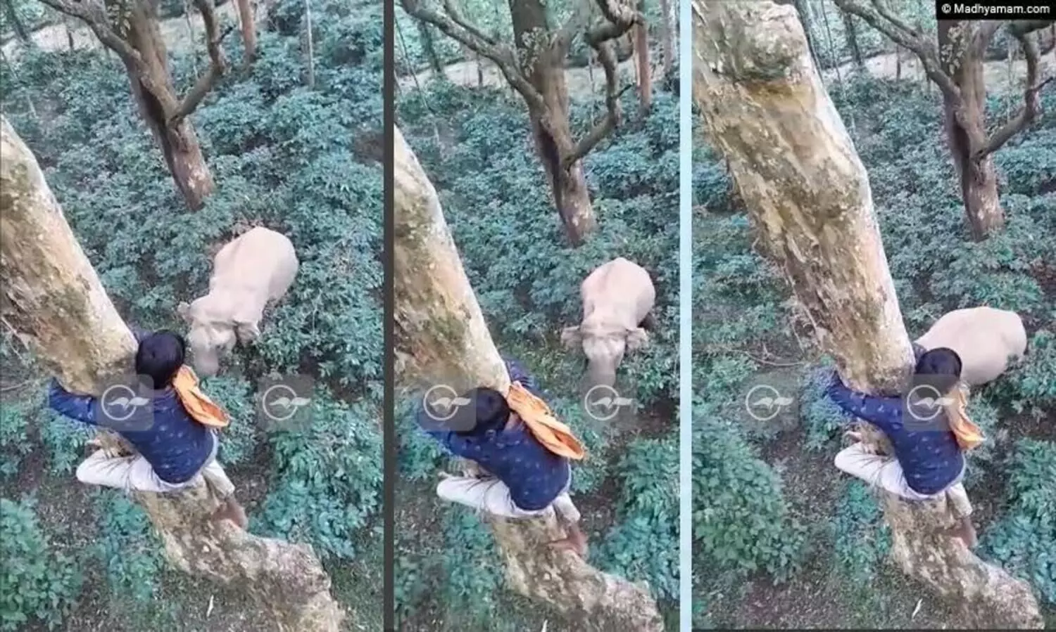 തൊട്ടുമുന്നിൽ കാട്ടാന, മരത്തിൽ പാഞ്ഞുകയറി തൊഴിലാളികൾ;  ജീവൻ രക്ഷപ്പെട്ടത് തലനാരിഴക്ക് -VIDEO