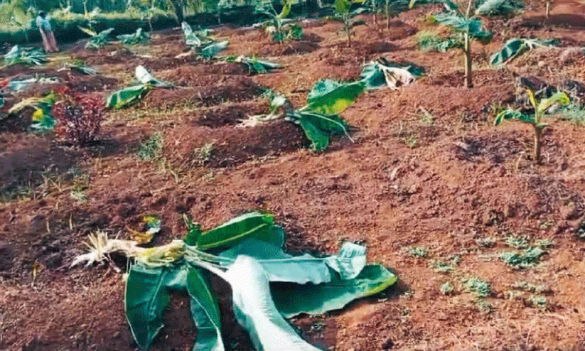 കണ്ണീരും കടക്കെണിയുമാക്കി കാട്ടുപന്നി വിളയാട്ടം കണ്ണീരും കടക്കെണിയുമാക്കി കാട്ടുപന്നി വിളയാട്ടം