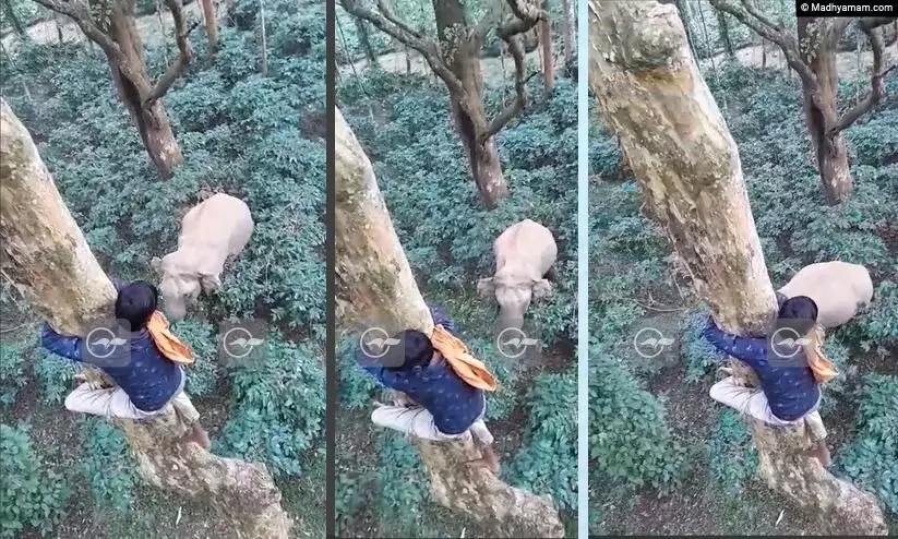 തൊട്ടുമുന്നിൽ കാട്ടാന, മരത്തിൽ പാഞ്ഞുകയറി തൊഴിലാളികൾ;  ജീവൻ രക്ഷപ്പെട്ടത് തലനാരിഴക്ക് -VIDEO