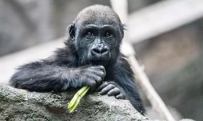 ഹൈഡ്രോളിക് ഡോറിനിടയിൽ പെട്ട് ഞെരിഞ്ഞമര്‍ന്ന് കുഞ്ഞ് ഗൊറില്ലക്ക് ദാരുണാന്ത്യം