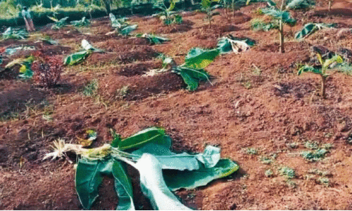 ക​ണ്ണീ​രും ക​ട​ക്കെ​ണി​യു​മാ​ക്കി കാ​ട്ടു​പ​ന്നി വി​ള​യാ​ട്ടം