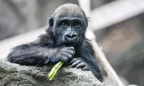 ഹൈഡ്രോളിക് ഡോറിനിടയിൽ പെട്ട് ഞെരിഞ്ഞമര്‍ന്ന് കുഞ്ഞ് ഗൊറില്ലക്ക് ദാരുണാന്ത്യം