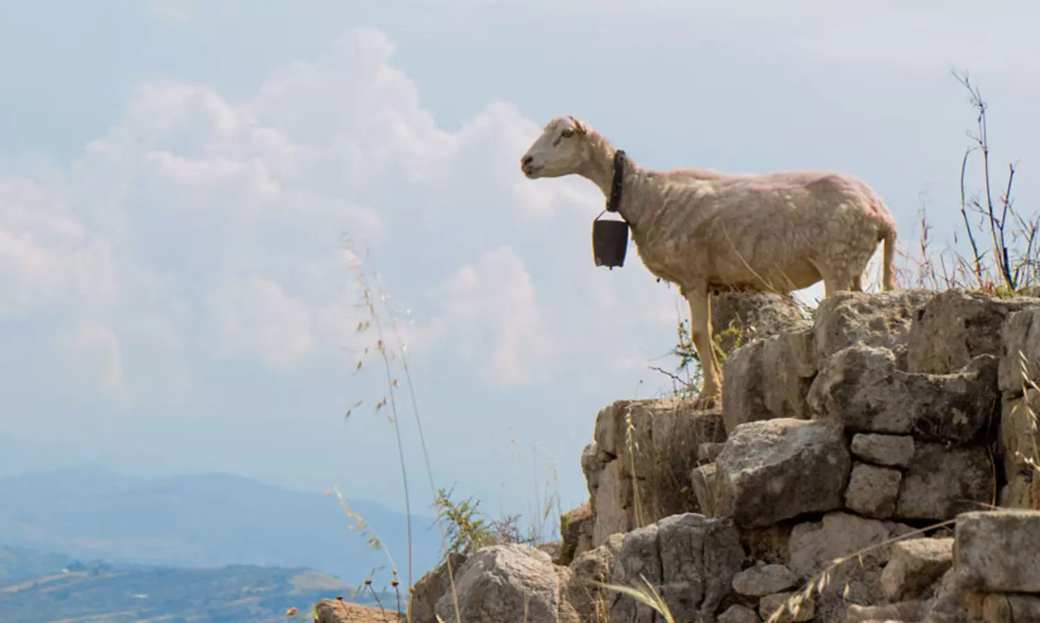 ആടുകൾ ഭൂകമ്പം മുൻകൂട്ടി അറിയുമോ?  നായ്ക്കൾ അഗ്നിപർവ്വത സ്ഫോടനം പ്രവചിക്കുമോ?