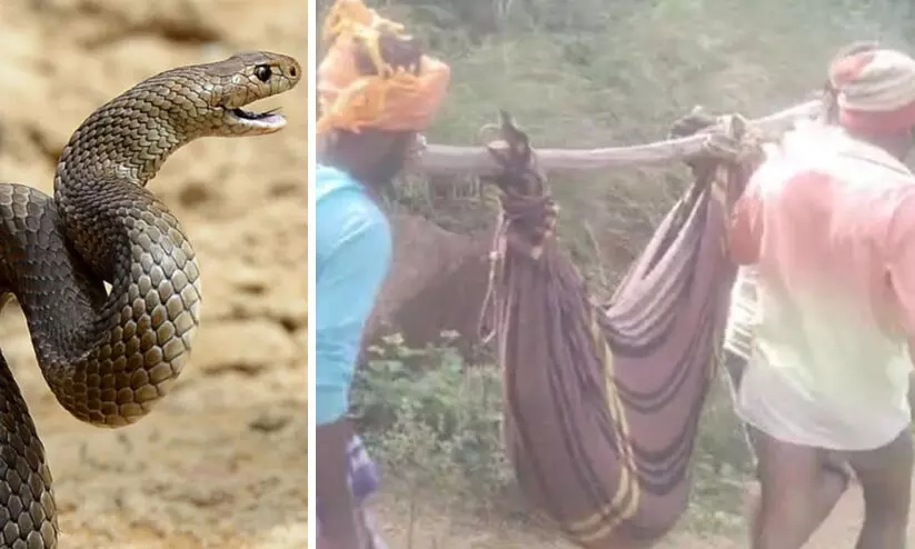 പാമ്പ് കടിയേറ്റ 13കാരിയെ റോഡില്ലാത്തതിനാൽ ചുമന്ന് നടന്നത് എട്ടു കിലേമീറ്റർ; ഒടുവിൽ ദാരുണാന്ത്യം