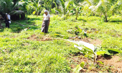 കൊല്ലാടയില്‍ കാട്ടുപന്നികള്‍ വാഴകള്‍ നശിപ്പിച്ചു