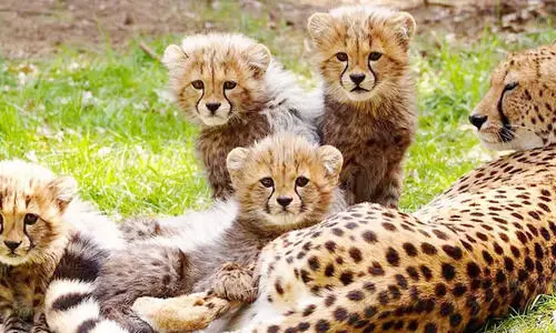 ആ ചീറ്റക്കുഞ്ഞുങ്ങളെ കൊന്നതാര്? അമ്മപ്പുലിയാവാനാണ് സാധ്യതയെന്ന് വിദഗ്ധർ