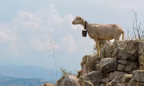 ആടുകൾ ഭൂകമ്പം മുൻകൂട്ടി അറിയുമോ?  നായ്ക്കൾ അഗ്നിപർവ്വത സ്ഫോടനം പ്രവചിക്കുമോ?
