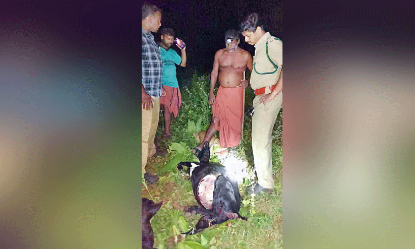 പരപ്പയിൽ പുലിഭീതി പരപ്പയിൽ പുലിഭീതി