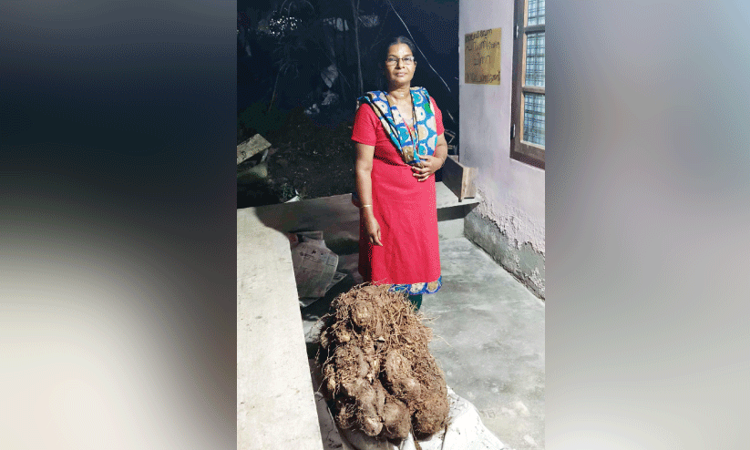 ഭീമൻ കാച്ചിൽ വിളവെടുത്ത് വനിത കർഷക