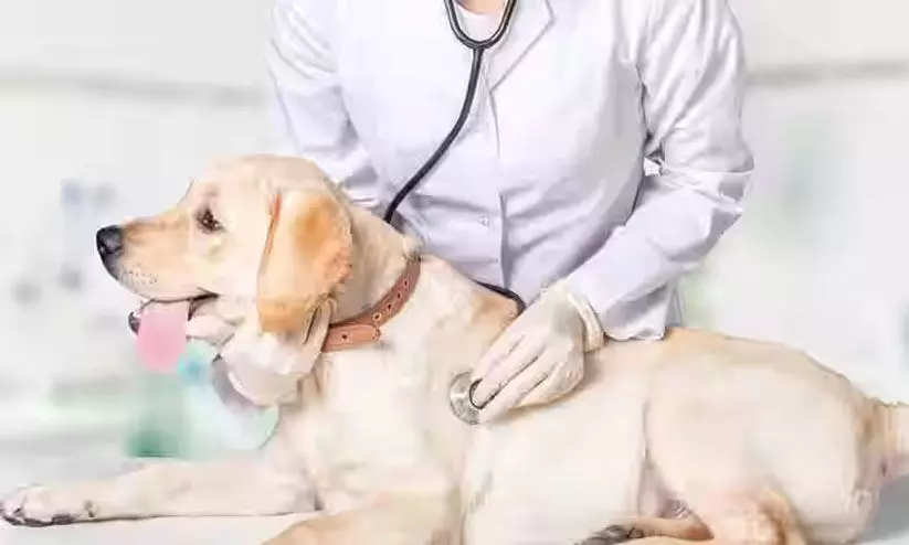 വെറ്ററിനറി ഡോക്ടർമാരെ ആവശ്യമുണ്ട്