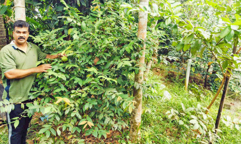 വി​ദേ​ശ പ​ഴ​ങ്ങ​ൾ വീ​ട്ടു​വ​ള​പ്പി​ൽ വി​ള​യി​ച്ച് അ​ഡ്വ. ടി.​പി.​എ. ന​സീ​ർ